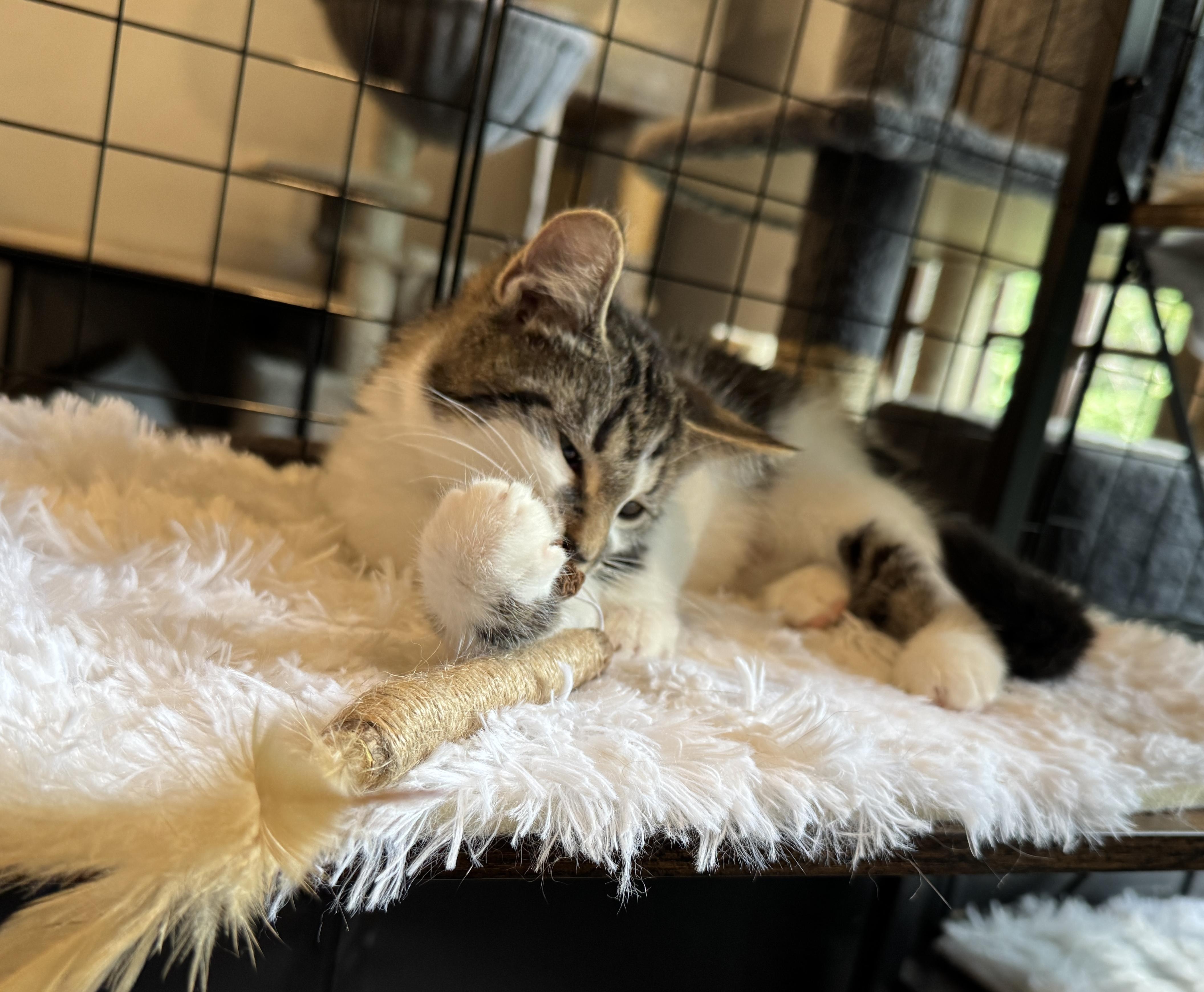 Enlarge Esther, a Adopted Domestic Short Hair in Wadsworth, OH image 2/6