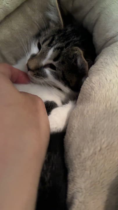 Enlarge Esther, a Adopted Domestic Short Hair in Wadsworth, OH video 6/6