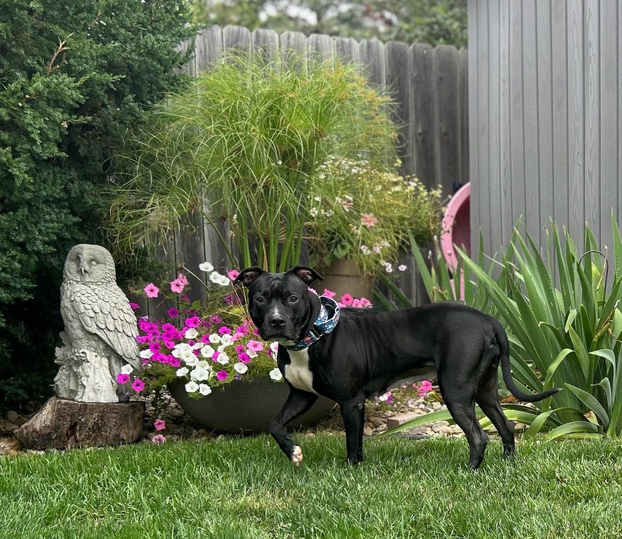 Dog for adoption Shadow, a Terrier in Sioux Falls, SD Petfinder