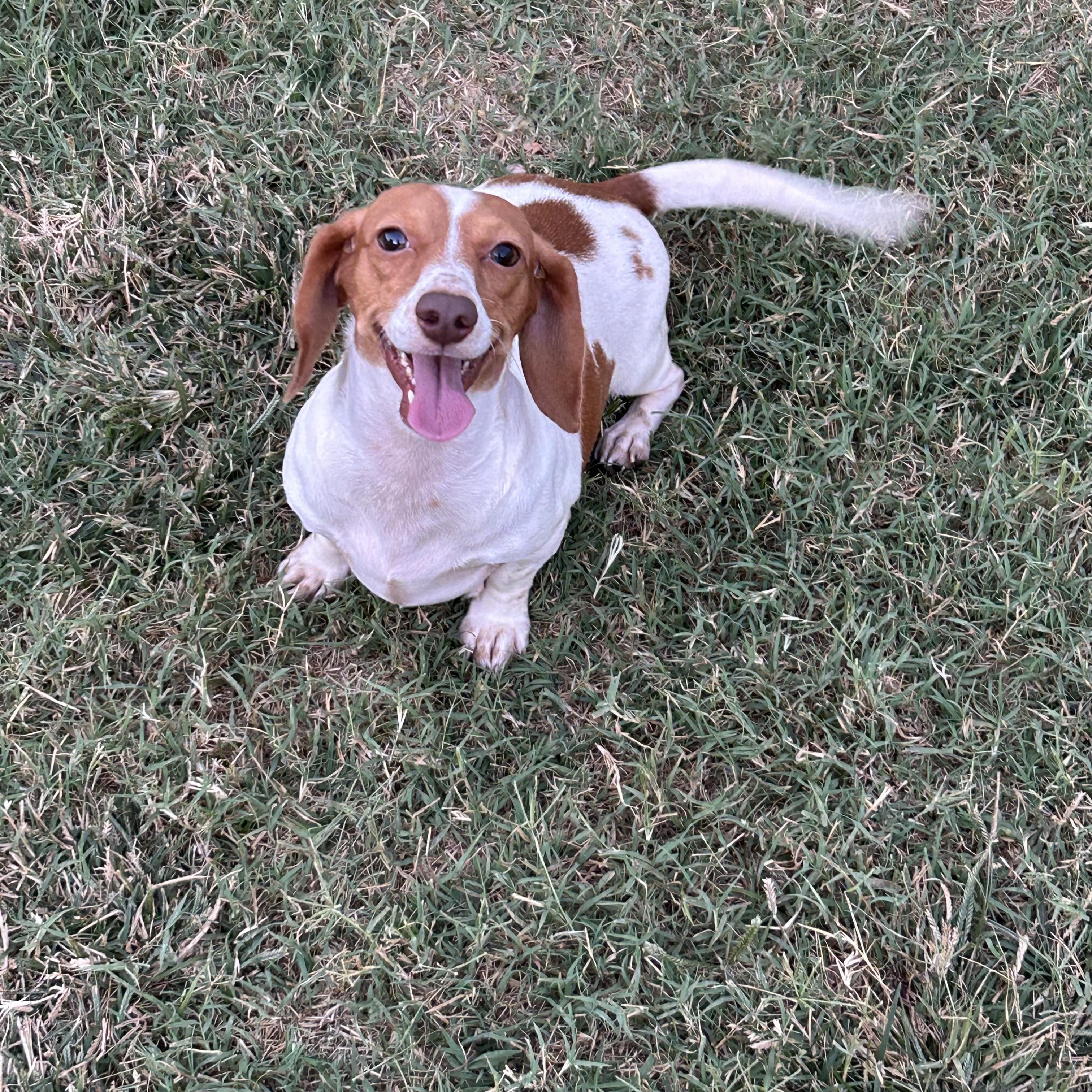 Enlarge Sasha, a Adoptable Miniature Dachshund in Chickasha, OK image 3/4