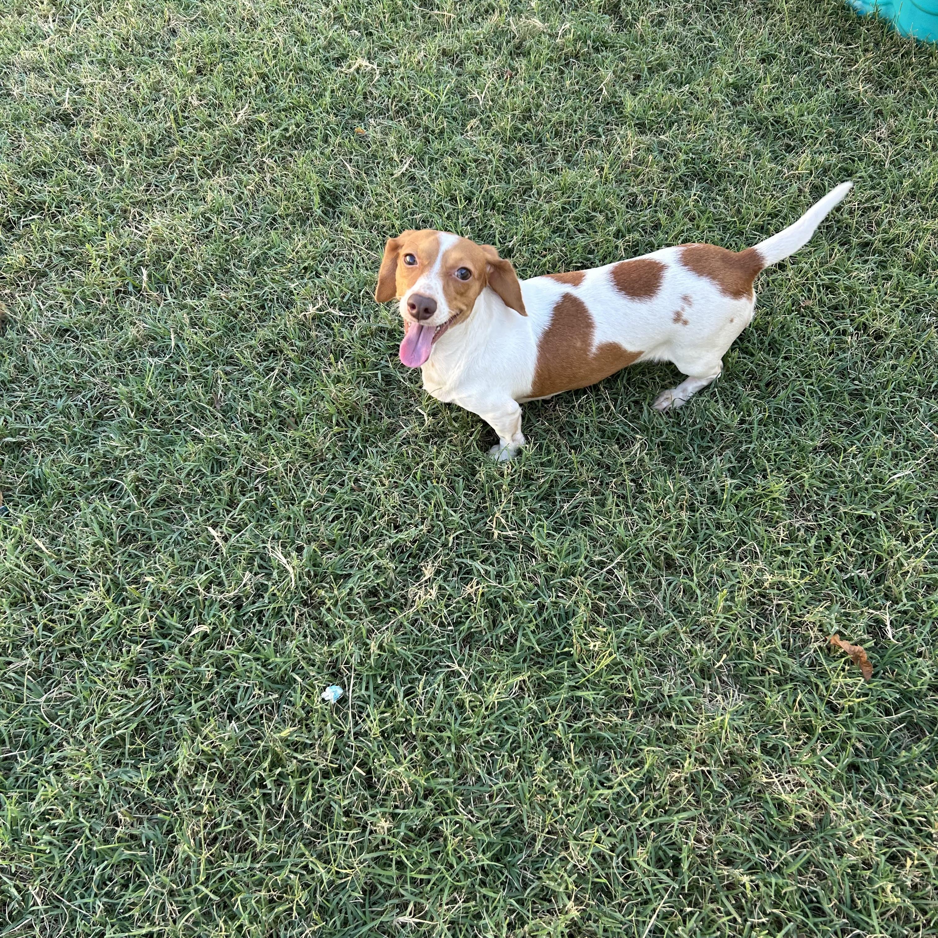 Enlarge Sasha, a Adoptable Miniature Dachshund in Chickasha, OK image 4/4
