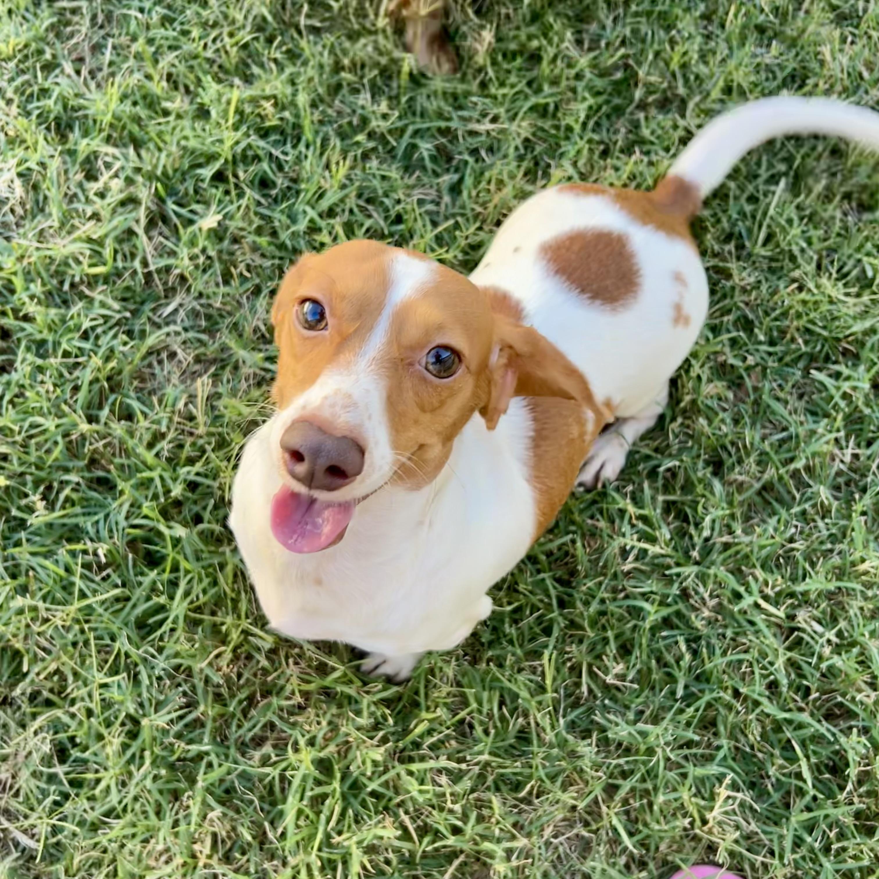 Enlarge Sasha, a Adoptable Miniature Dachshund in Chickasha, OK image 1/4
