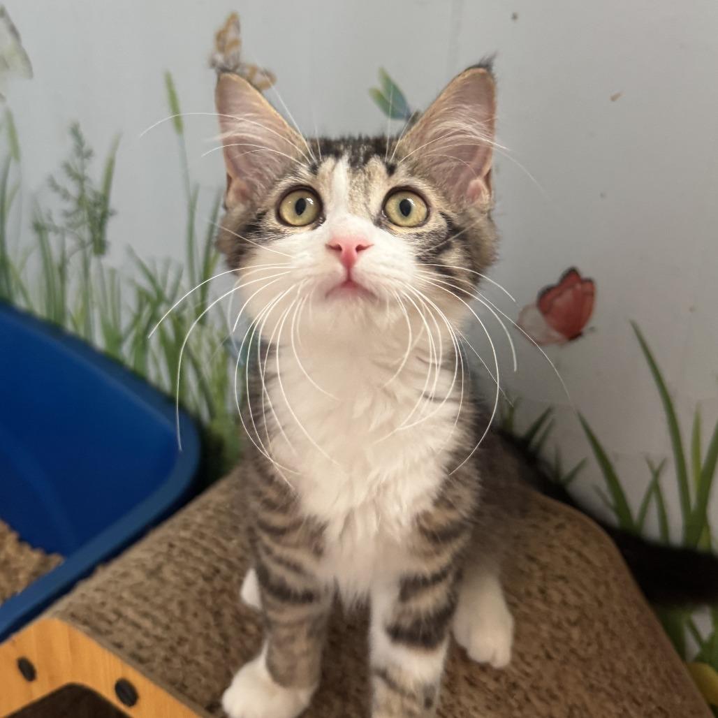 Jasmine, Adopted, Kitten Female Domestic Short Hair.