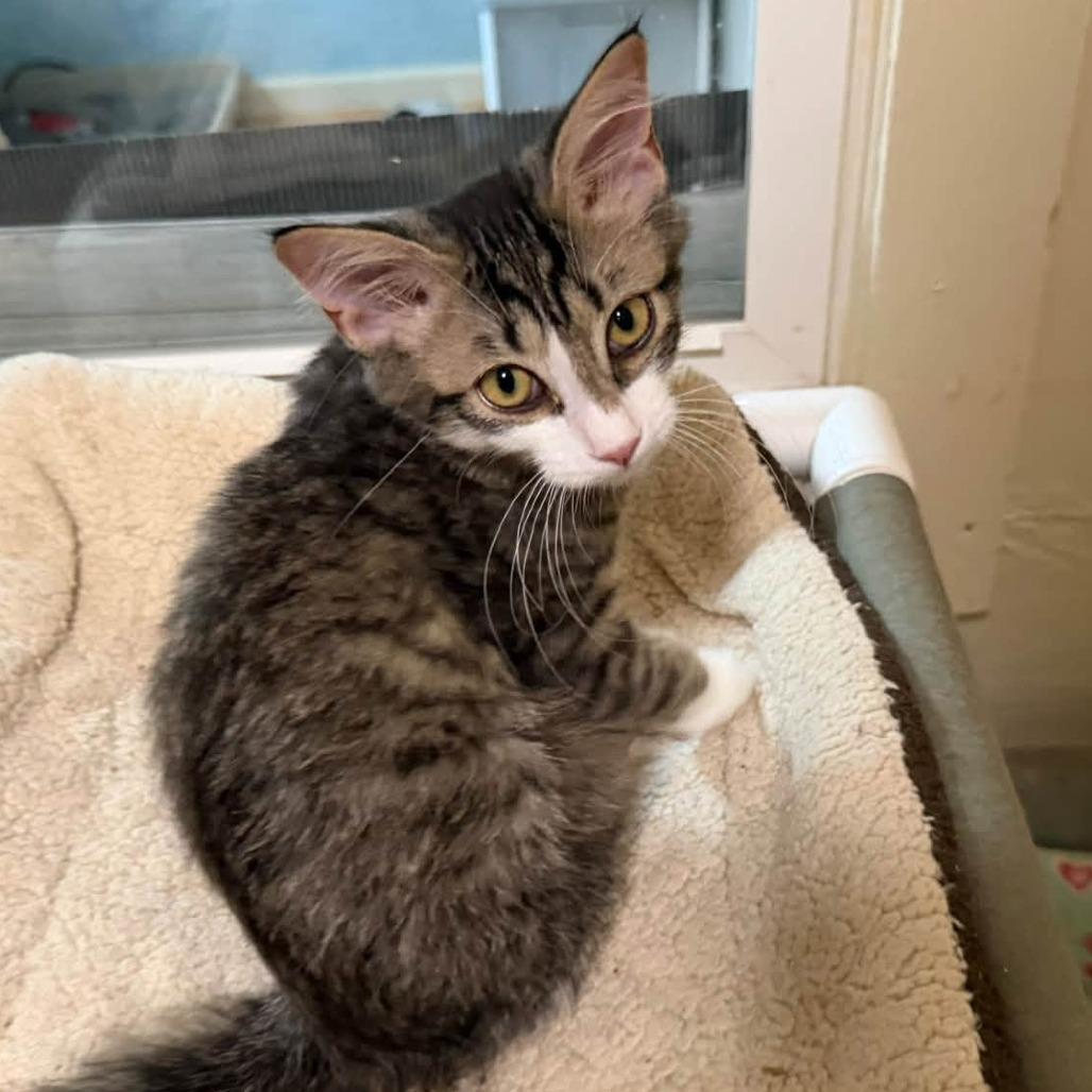 Enlarge Jasmine, a Adopted Domestic Short Hair in Richland, MI image 2/6