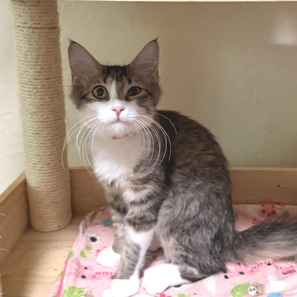 Enlarge Jasmine, a Adopted Domestic Short Hair in Richland, MI image 3/6