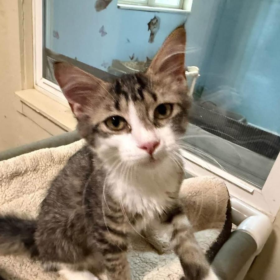 Enlarge Jasmine, a Adopted Domestic Short Hair in Richland, MI image 4/6