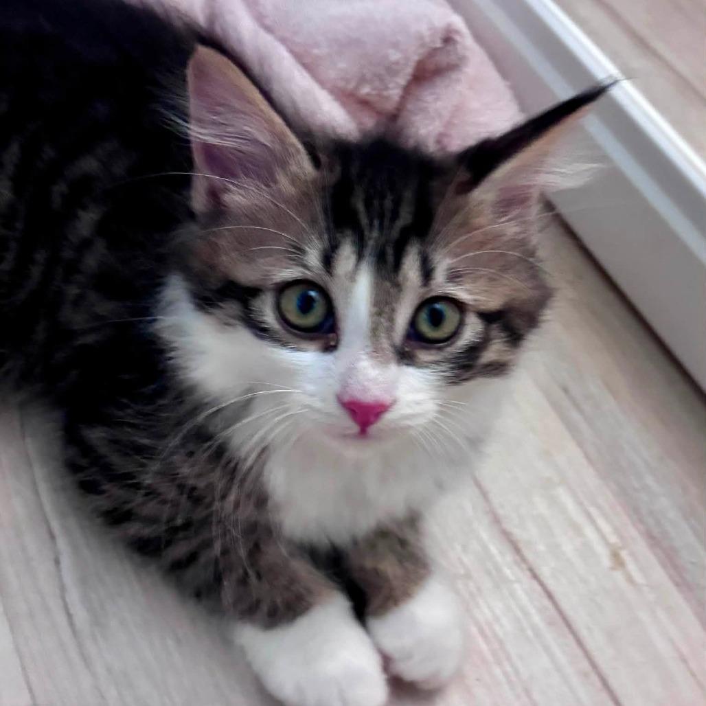 Enlarge Jasmine, a Adopted Domestic Short Hair in Richland, MI image 5/6