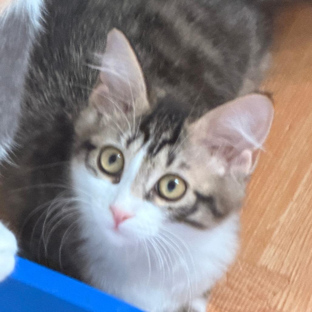Enlarge Jasmine, a Adopted Domestic Short Hair in Richland, MI image 6/6