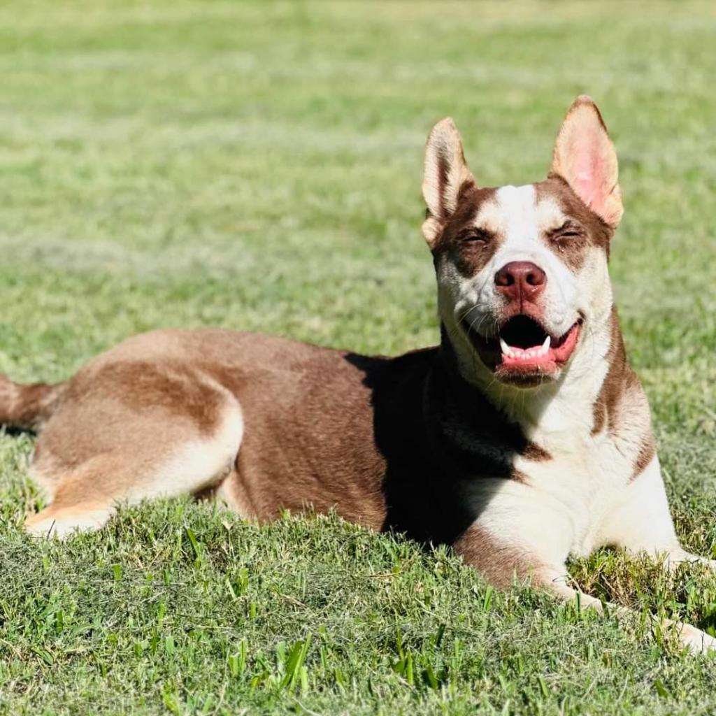 Ice, a Adoptable Husky in Houston, TX image 2/4