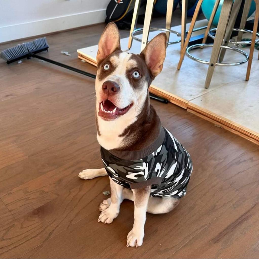 Ice, a Adoptable Husky in Houston, TX image 2/4