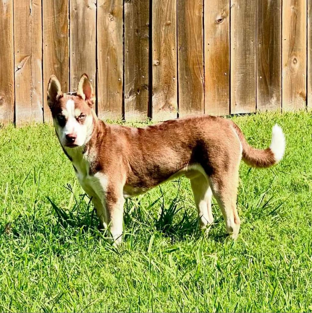 Ice, a Adoptable Husky in Houston, TX image 3/4
