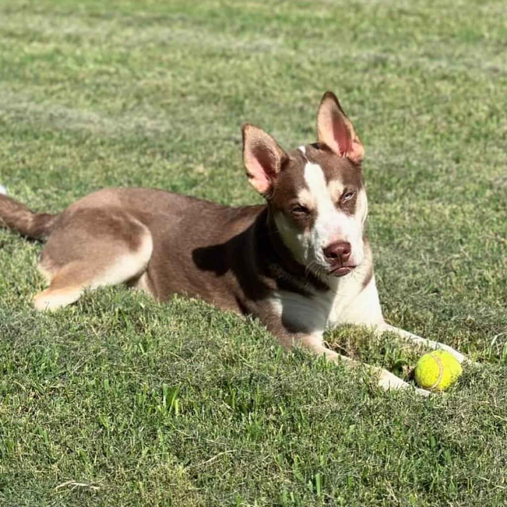 Ice, a Adoptable Husky in Houston, TX image 4/4