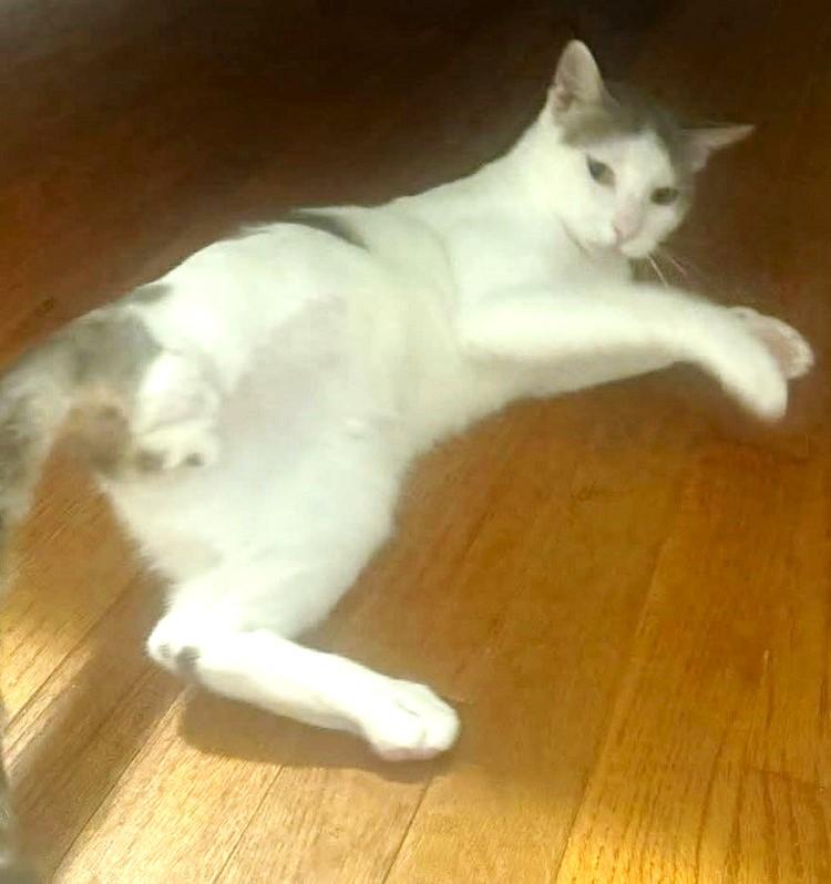 Enlarge CARL, a Adoptable Domestic Short Hair in Pegram, TN image 4/4