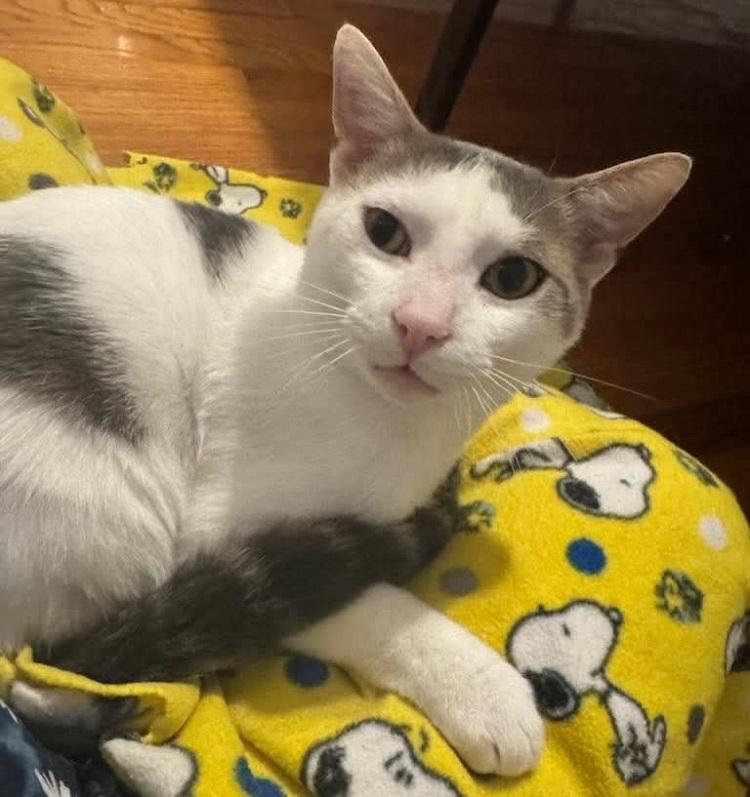 CARL, Adoptable, Adult Male Domestic Short Hair.