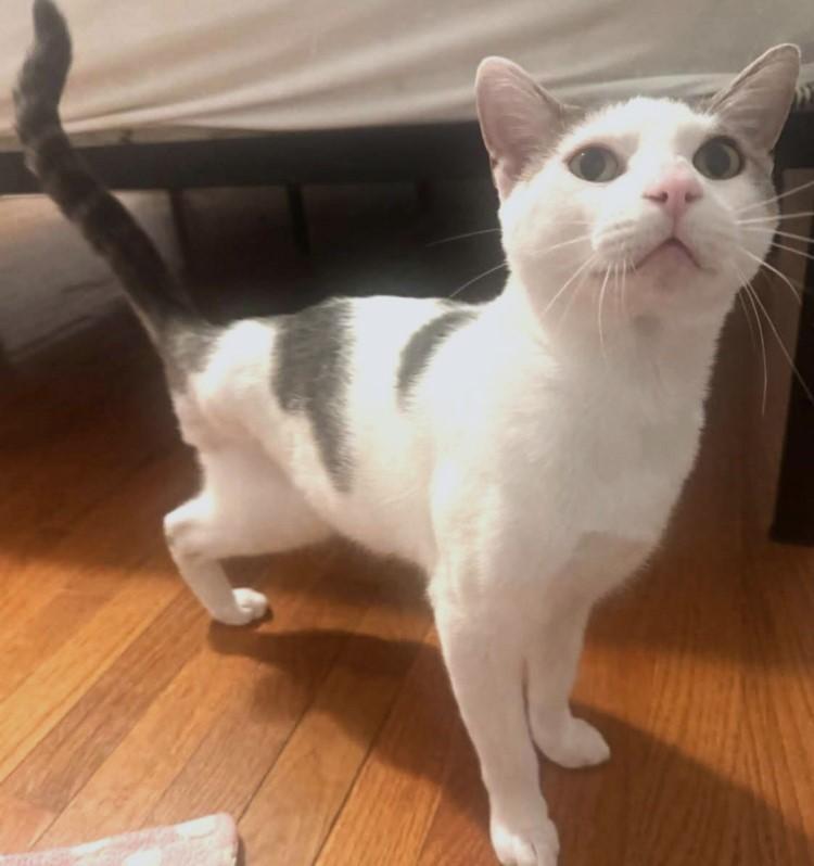 Enlarge CARL, a Adoptable Domestic Short Hair in Pegram, TN image 2/4