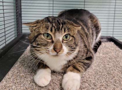 Enlarge Cabbage 13, a Adoptable Domestic Short Hair in Pendleton, OR image 1/1