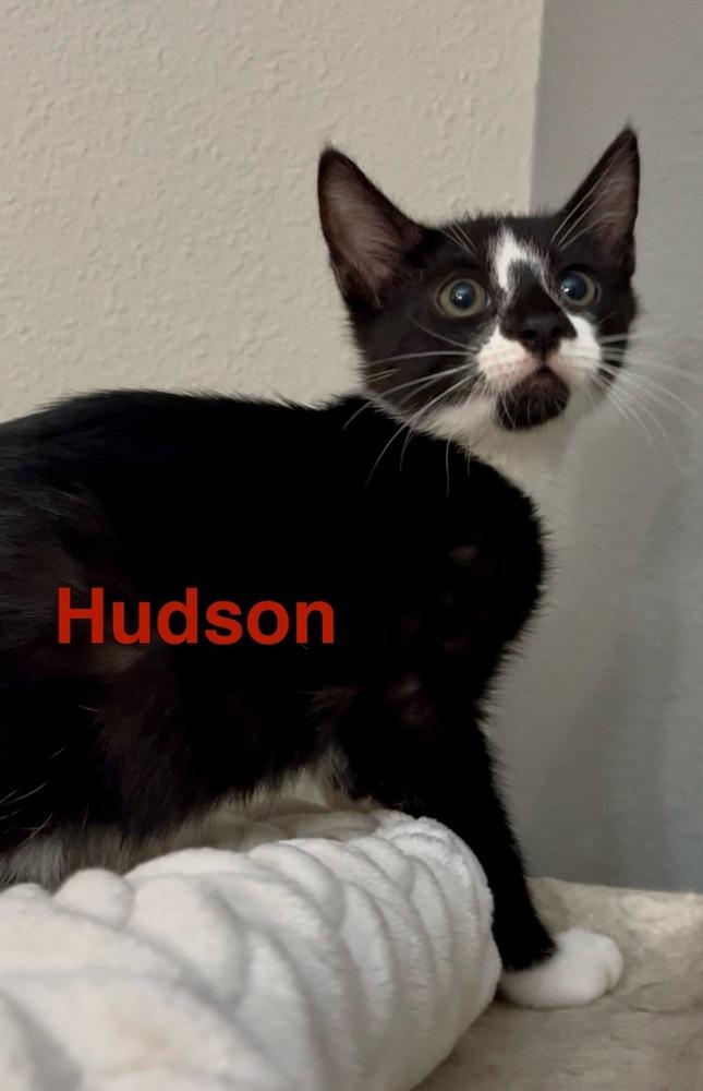 Hudson, Adoptable, Kitten Male Domestic Short Hair.