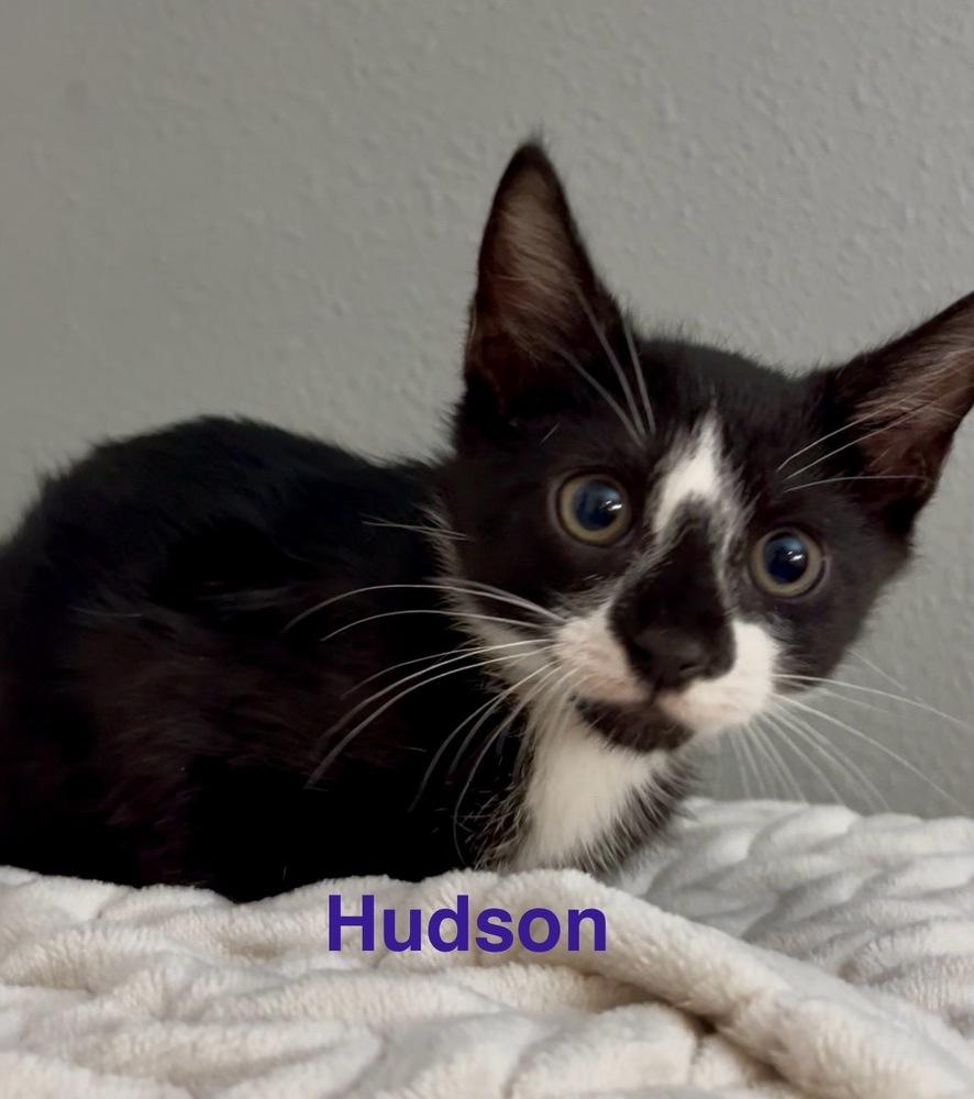 Hudson, a Adoptable Domestic Short Hair in Fern Park, FL image 2/2