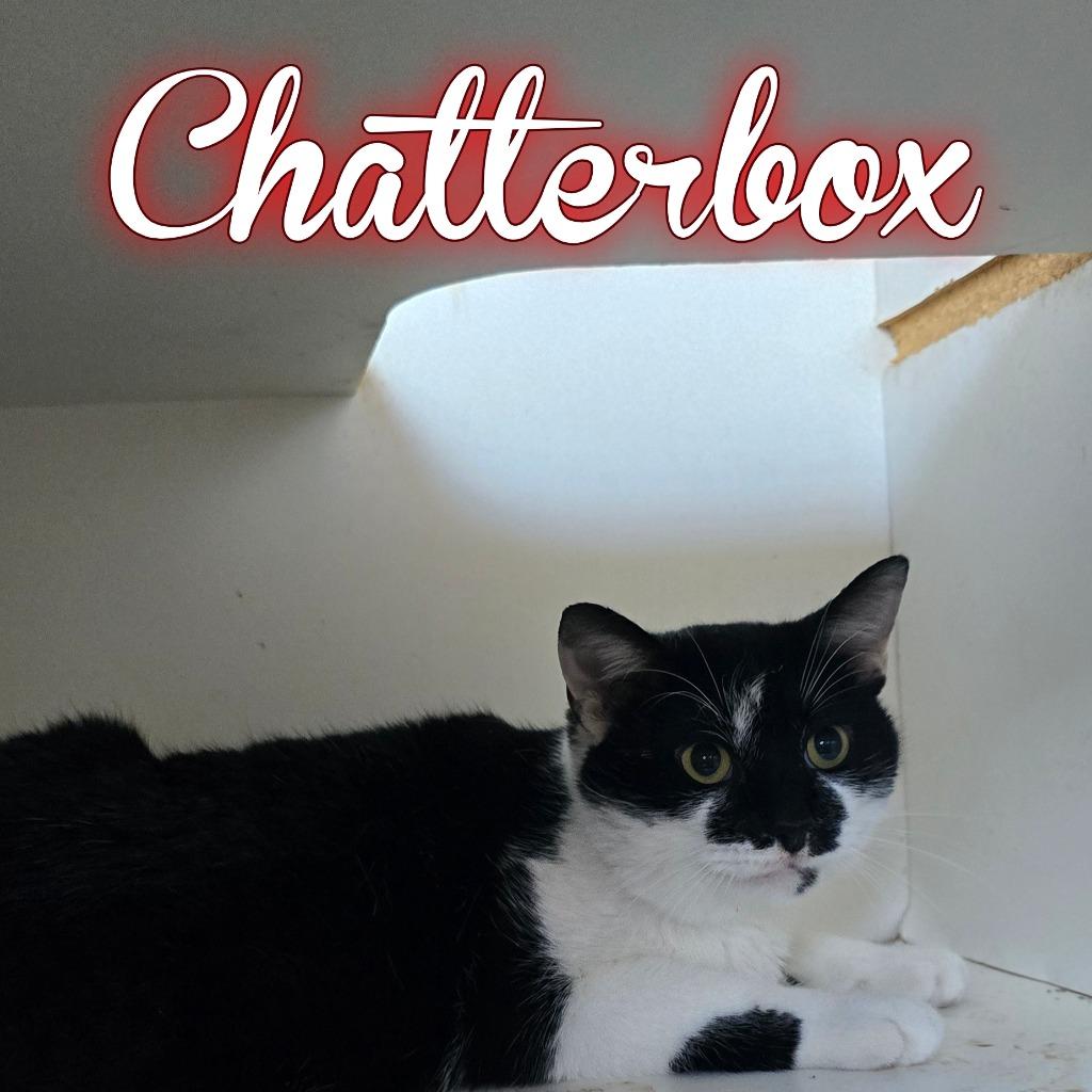 Chatterbox, a Adoptable Domestic Short Hair in Hillsboro, OH image 1/2