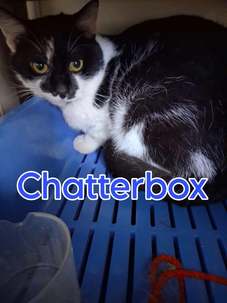 Chatterbox, a Adoptable Domestic Short Hair in Hillsboro, OH image 2/2