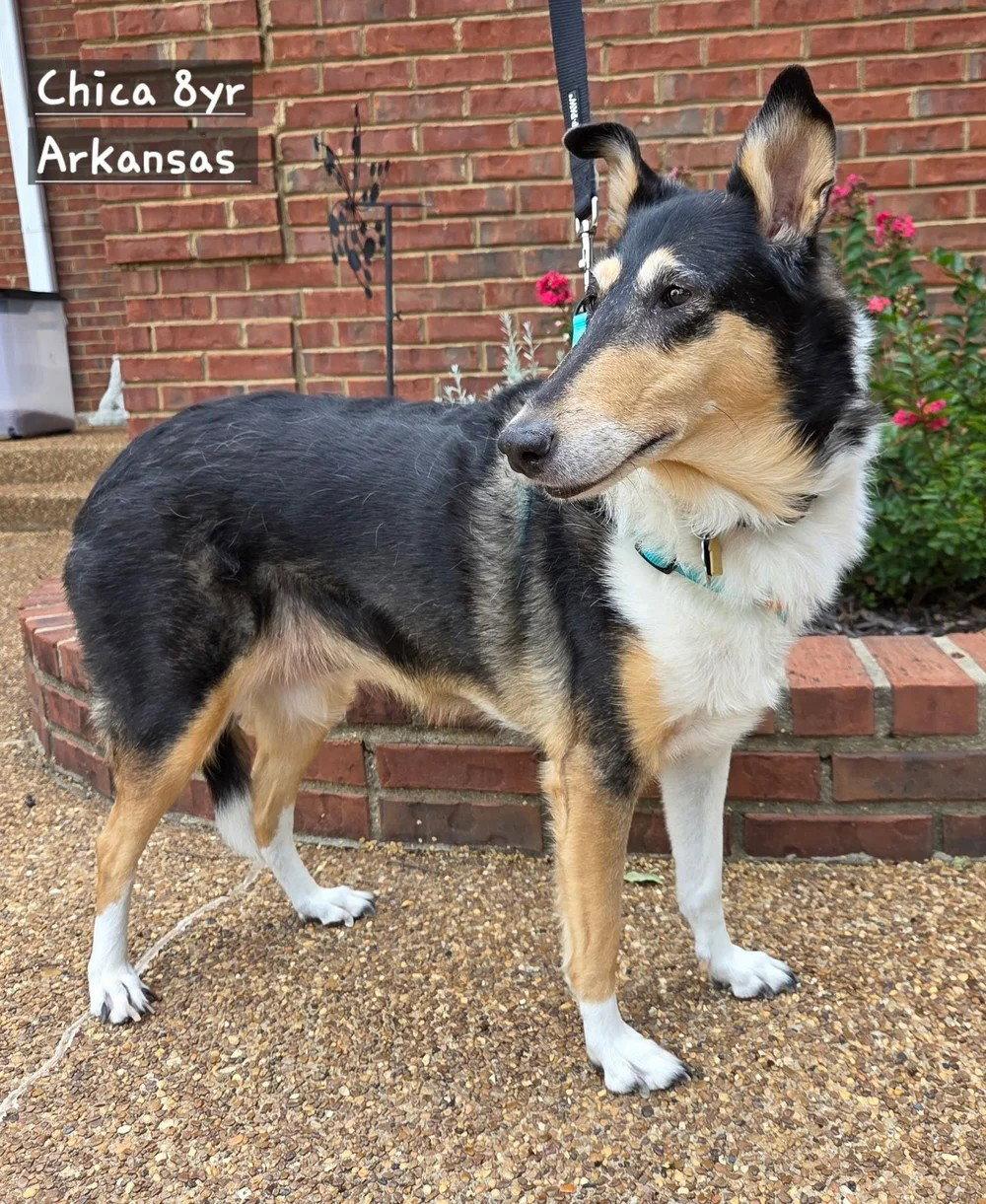 Chica, Adoptable, Senior Female Smooth Collie.
