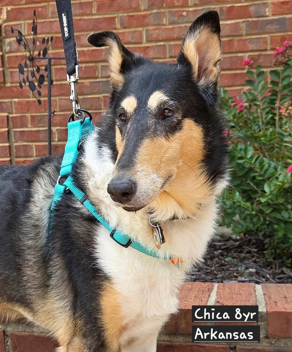 Enlarge Chica, a Adoptable Smooth Collie in Dublin, OH image 2/2