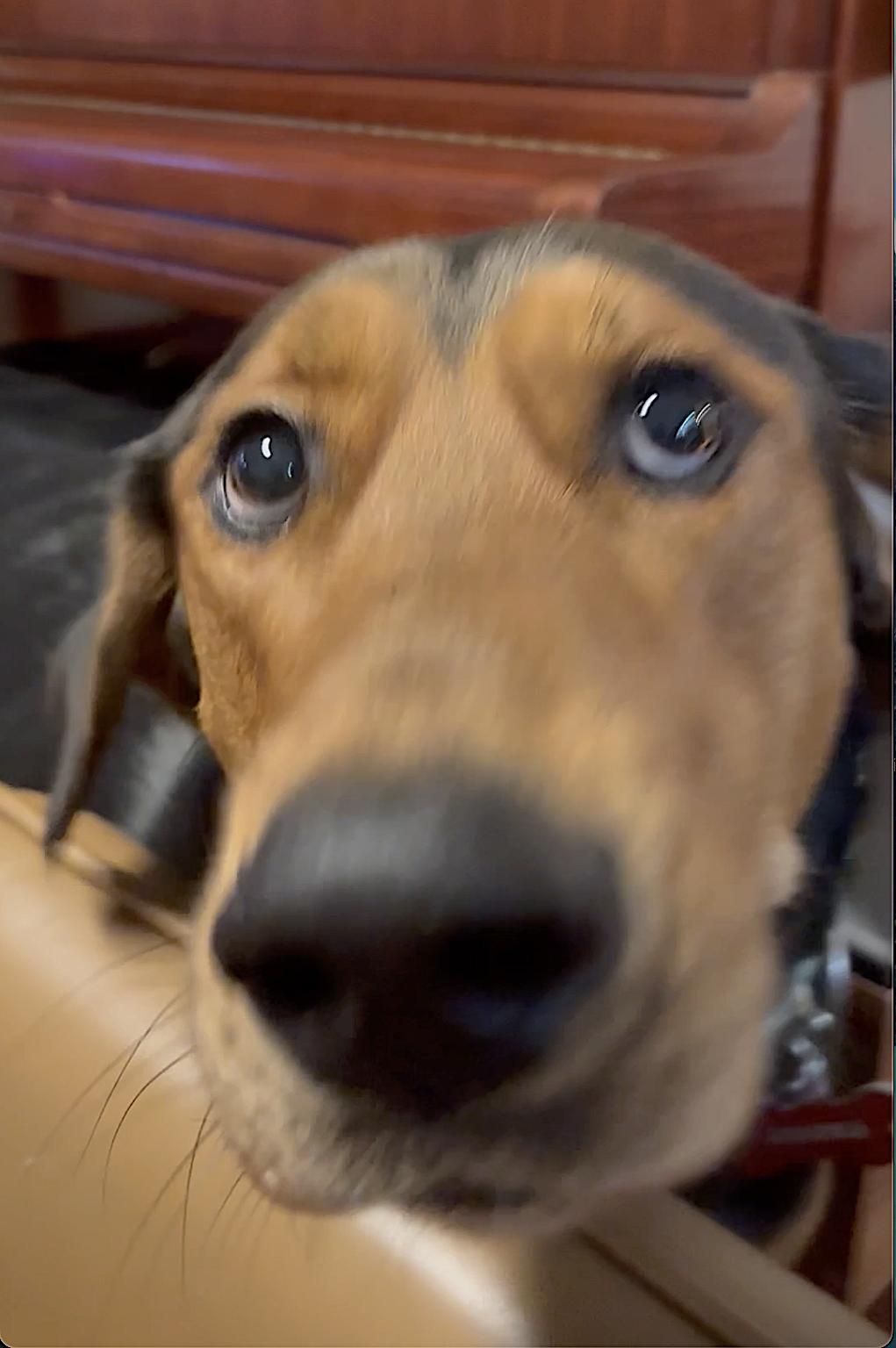 Mocha, a Adoptable mixed breed in Sacramento, CA image 3/6