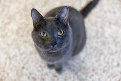 Smoke, Adoptable, Adult Male Domestic Short Hair.