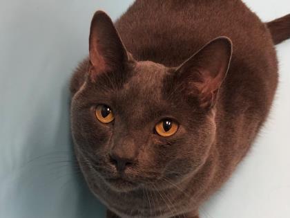 Enlarge Smoke, a Adoptable Domestic Short Hair in Golden Valley, MN image 2/3