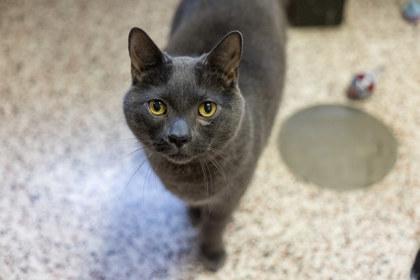 Enlarge Smoke, a Adoptable Domestic Short Hair in Golden Valley, MN image 3/3