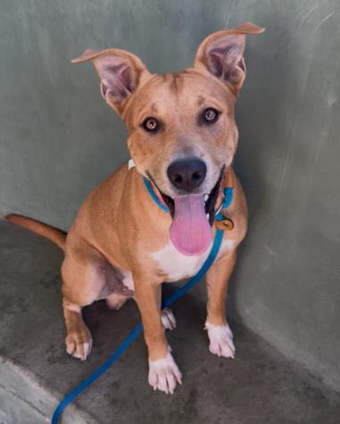 Enlarge JEB, a Adoptable German Shepherd Dog in Van Nuys, CA image 1/1