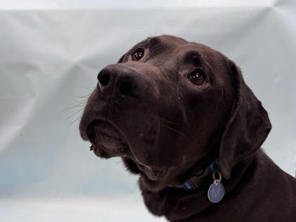 Tucker, Adoptable, Adult Male Labrador Retriever & Rhodesian Ridgeback.