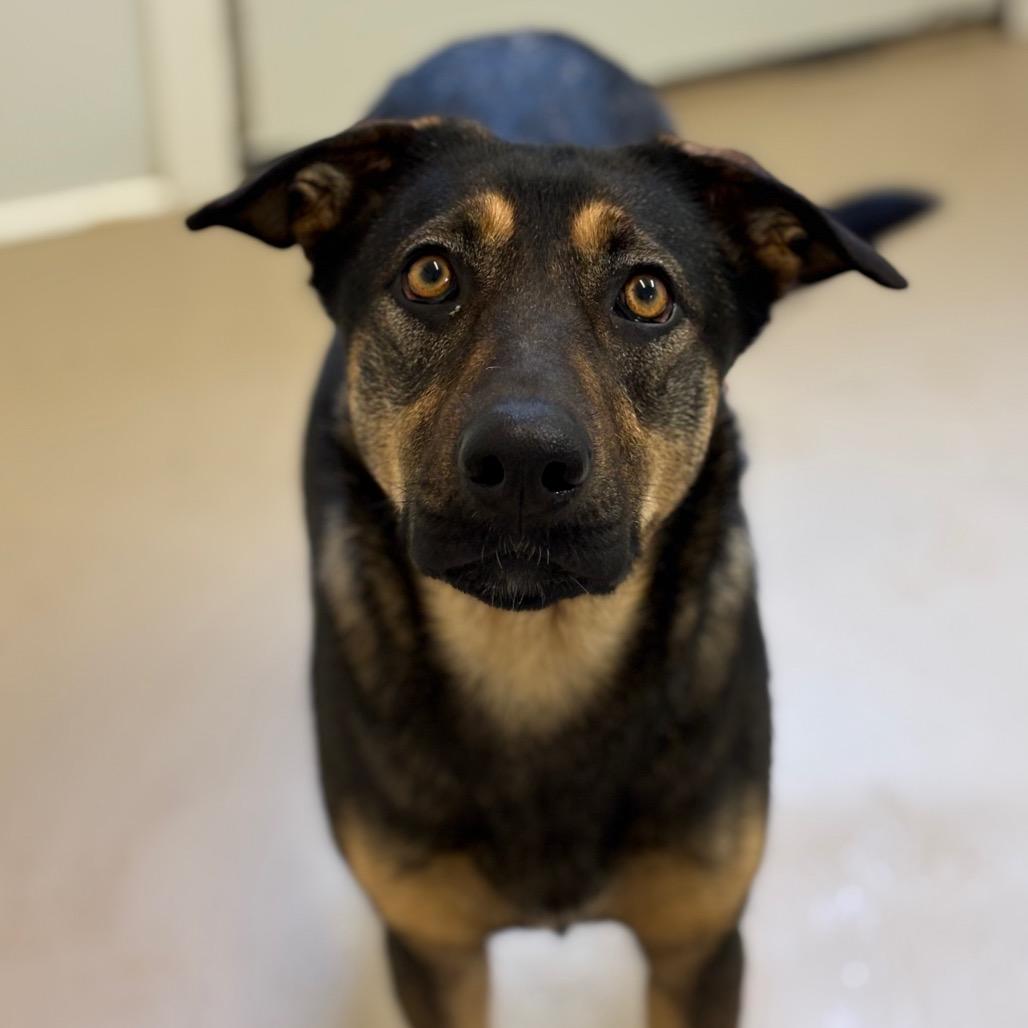 Magnolia, Adoptable, Adult Female German Shepherd Dog & Mixed Breed.