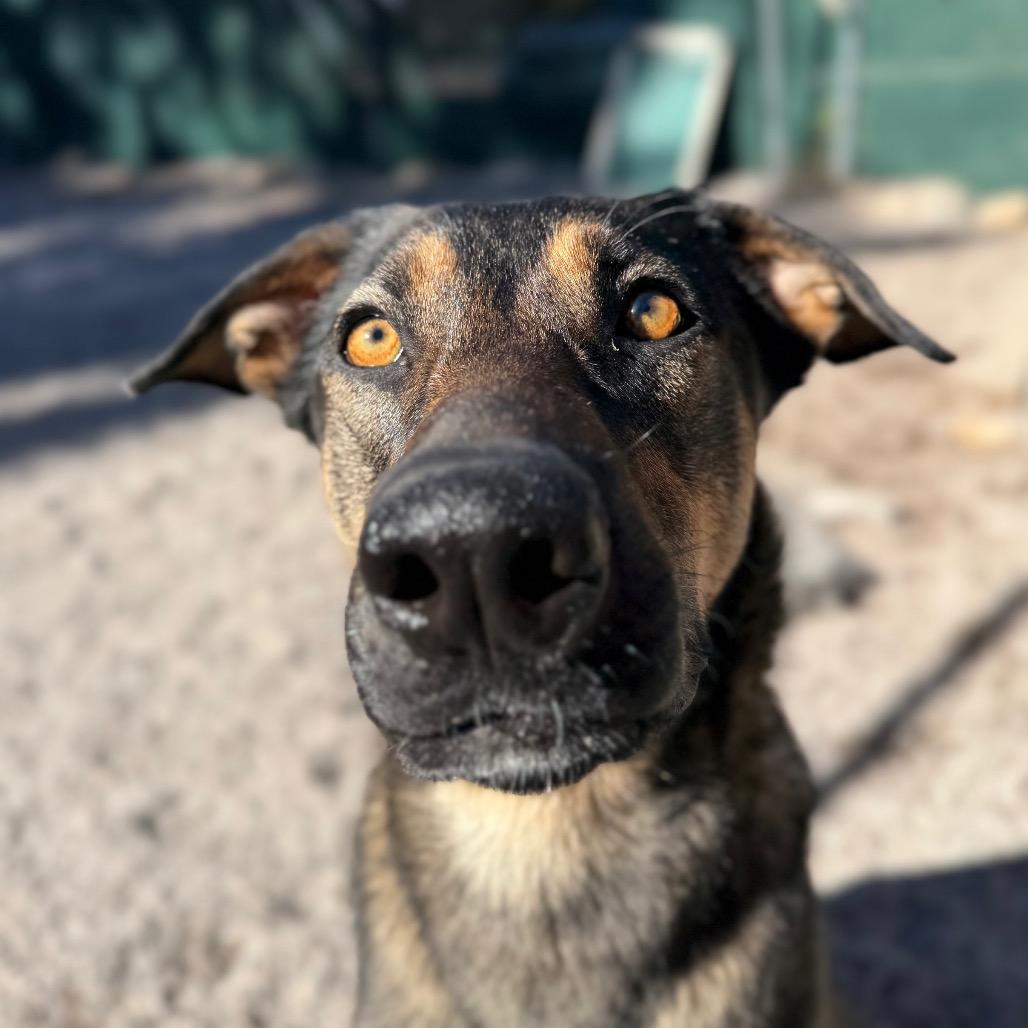 Enlarge Magnolia, a Adoptable mixed breed in Mount Shasta, CA image 1/6