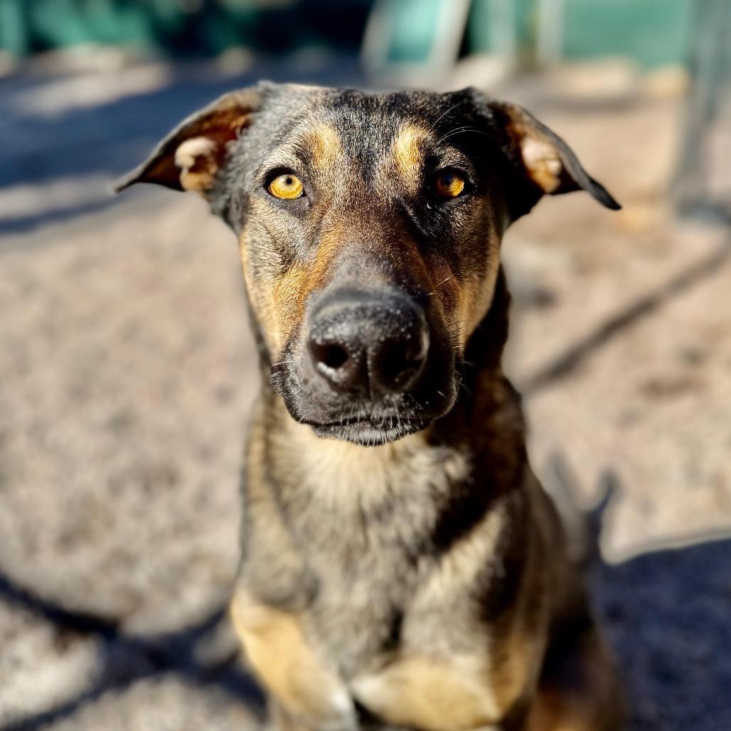Enlarge Magnolia, a Adoptable mixed breed in Mount Shasta, CA image 2/6