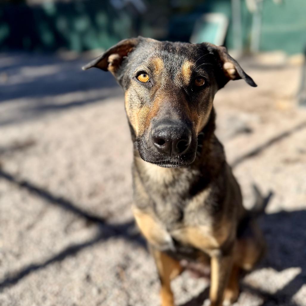 Enlarge Magnolia, a Adoptable mixed breed in Mount Shasta, CA image 3/6