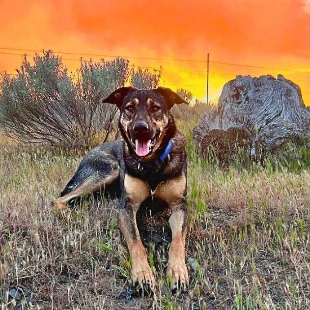 Magnolia, a Adoptable mixed breed in Mount Shasta, CA image 4/6