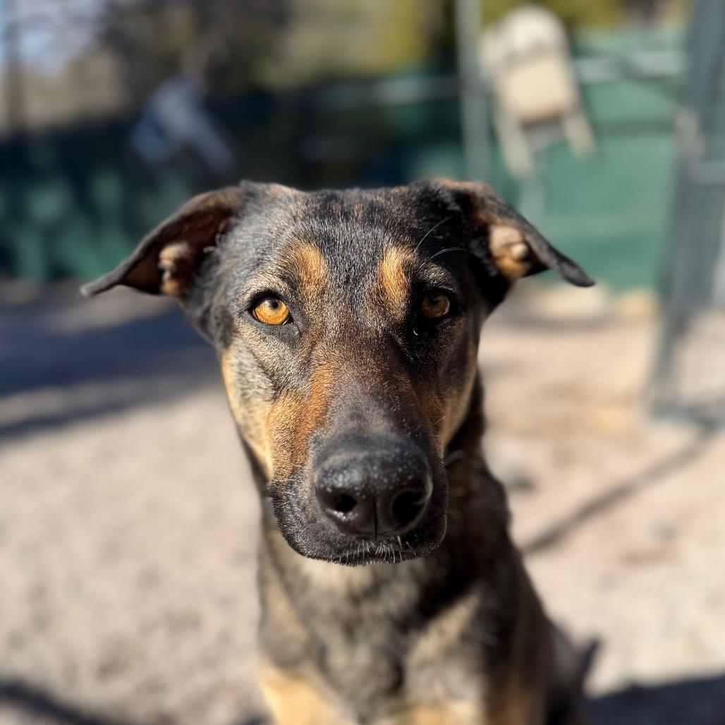 Enlarge Magnolia, a Adoptable mixed breed in Mount Shasta, CA image 4/6