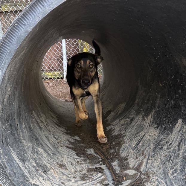 Enlarge Magnolia, a Adoptable mixed breed in Mount Shasta, CA image 5/6