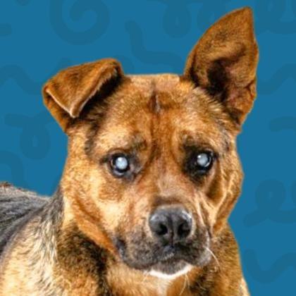 Tony — thumbnail 3