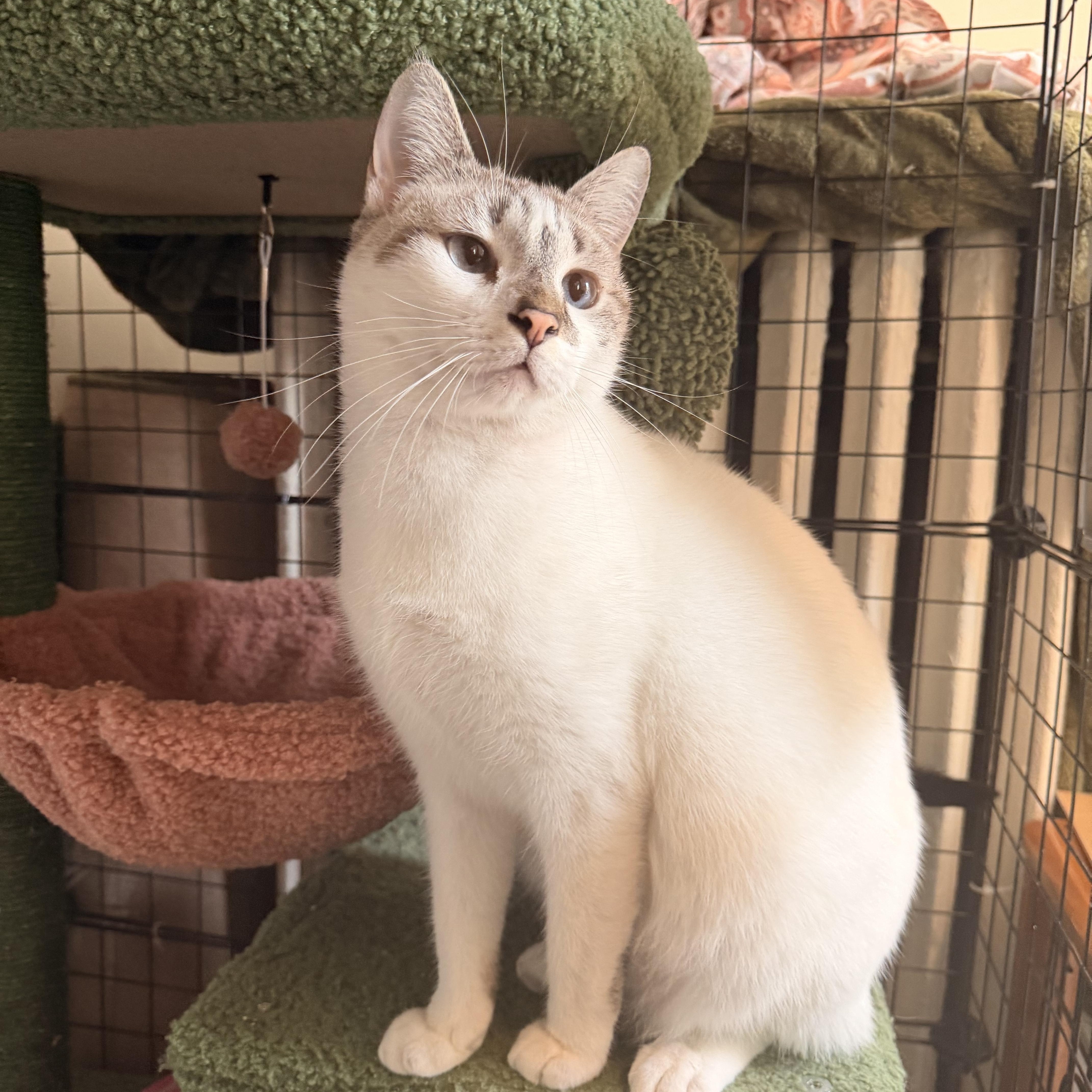 Enlarge Chloe , a ADOPTABLE mixed breed in New York, NY image 2/5