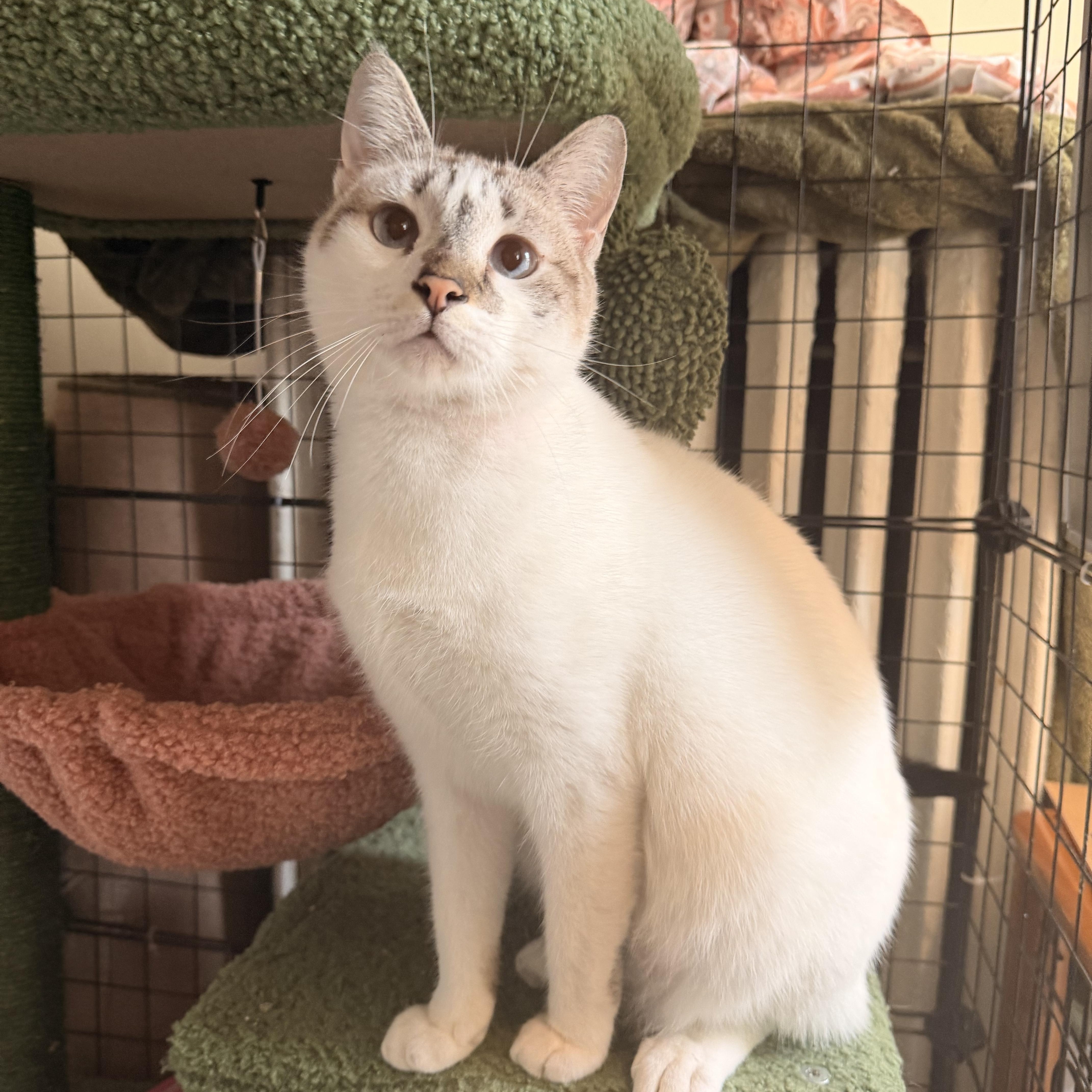 Chloe , ADOPTABLE, Young Female Siamese & Tabby.