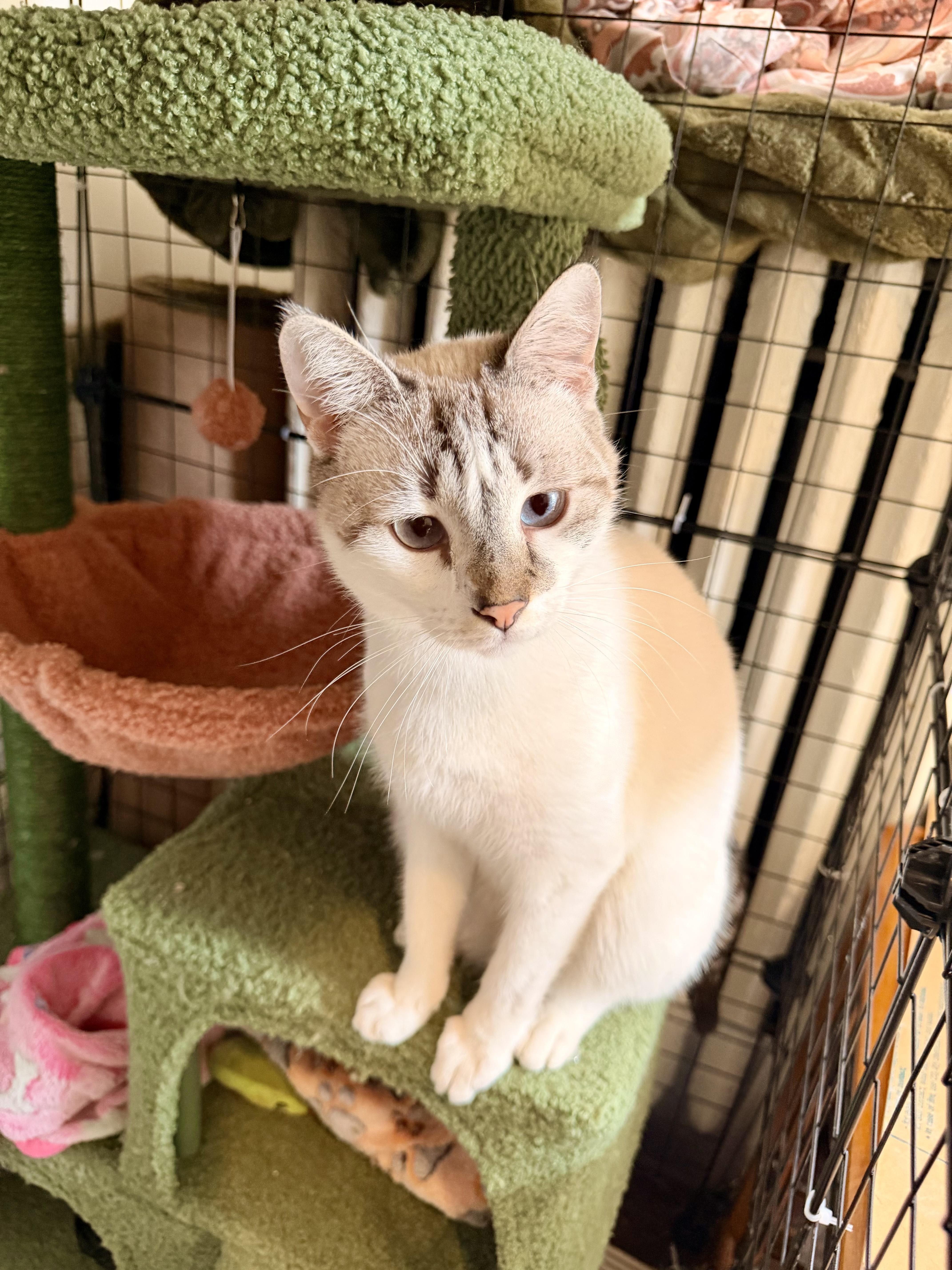 Enlarge Chloe , a ADOPTABLE mixed breed in New York, NY image 3/5