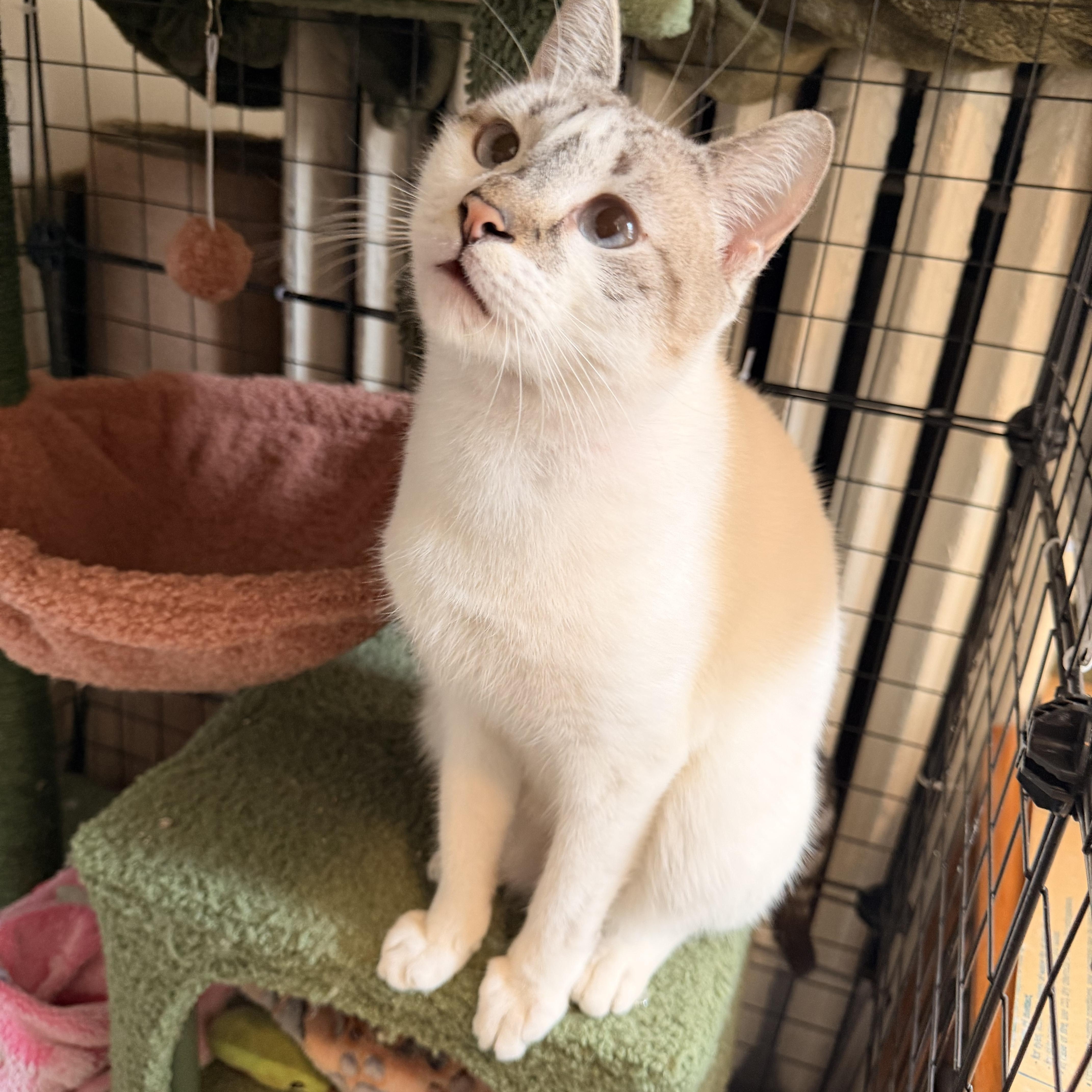 Enlarge Chloe , a ADOPTABLE mixed breed in New York, NY image 5/5