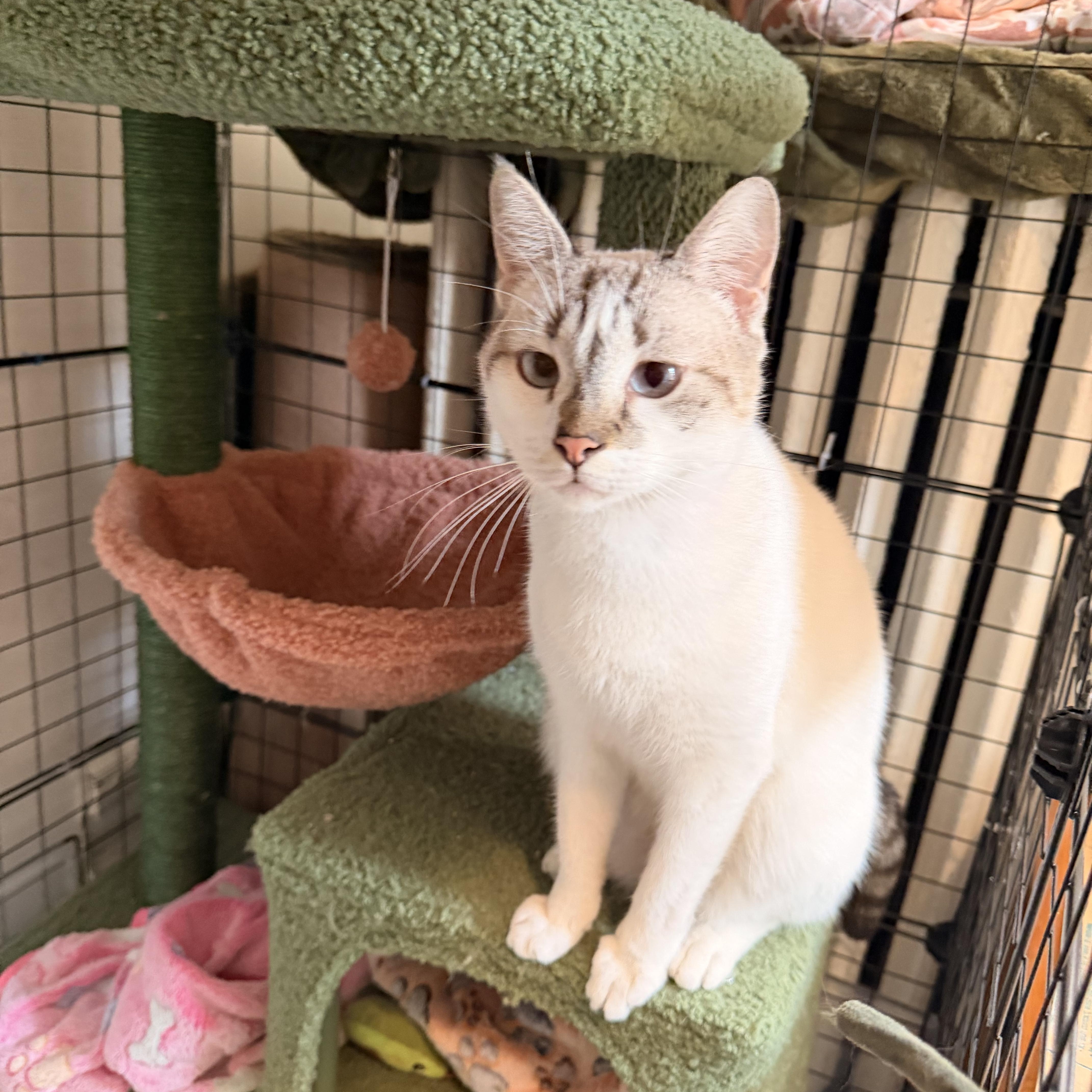 Enlarge Chloe , a ADOPTABLE mixed breed in New York, NY image 4/5