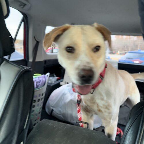 Gucci man, Adoptable, Young Male Yellow Labrador Retriever & Labrador Retriever.