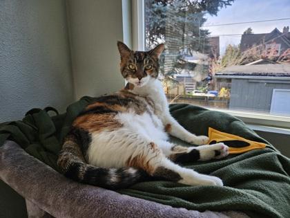 Enlarge Dolores, a Adoptable mixed breed in Everett, WA image 1/2