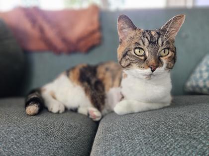 Enlarge Dolores, a Adoptable mixed breed in Everett, WA image 2/2