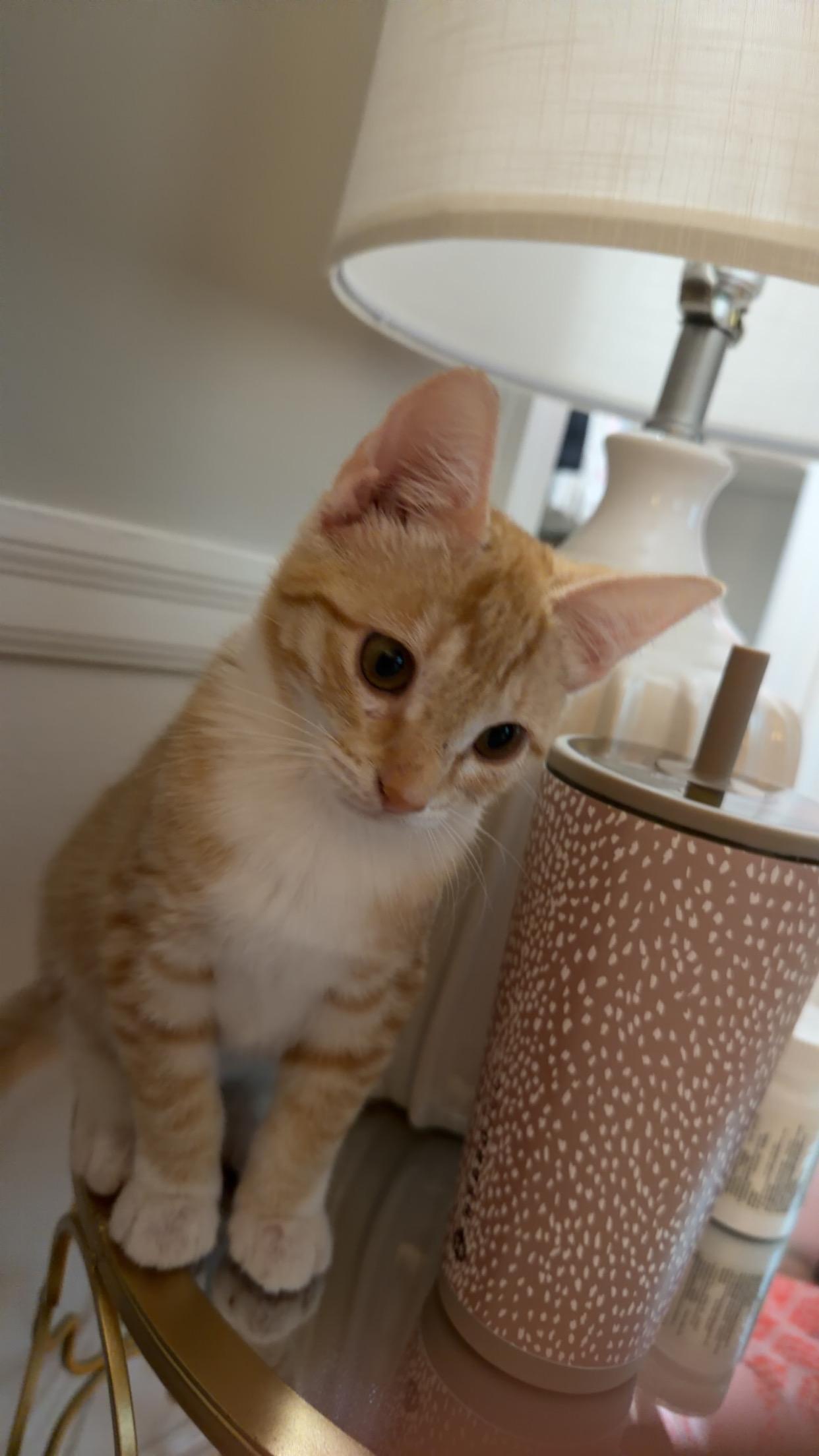 Enlarge Pumpkin, a Adoptable Domestic Short Hair in Dresher, PA image 1/2