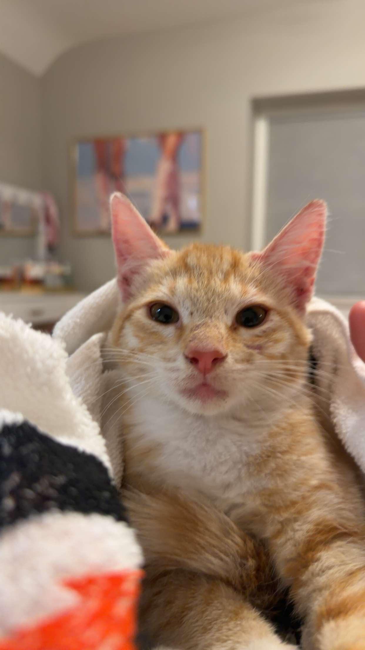 Enlarge Pumpkin, a Adoptable Domestic Short Hair in Dresher, PA image 2/2